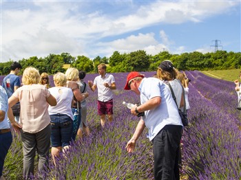 Castle Farm Lavender Tour, Kent