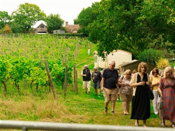 Sedlescombe Organic Vineyard with a Cream Tea