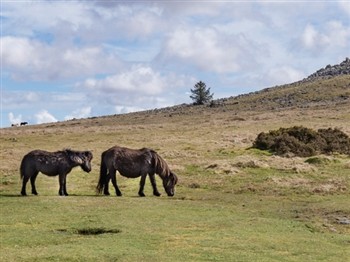 Hidden Gems of Devon & Dartmoor