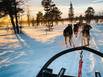 Huskies & the Northern Lights