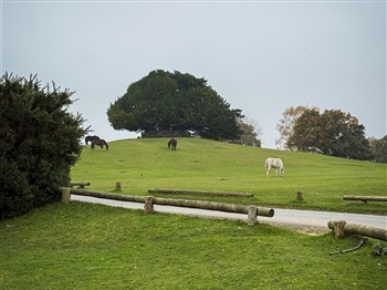 New Forest Tour
