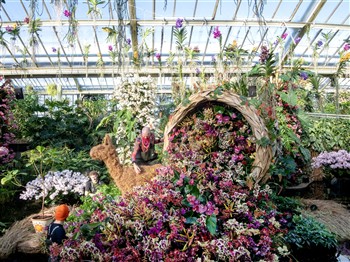 Kew Gardens Orchid Festival, Richmond, London