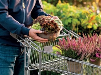 Van Hage Garden Centre & Saffron Walden