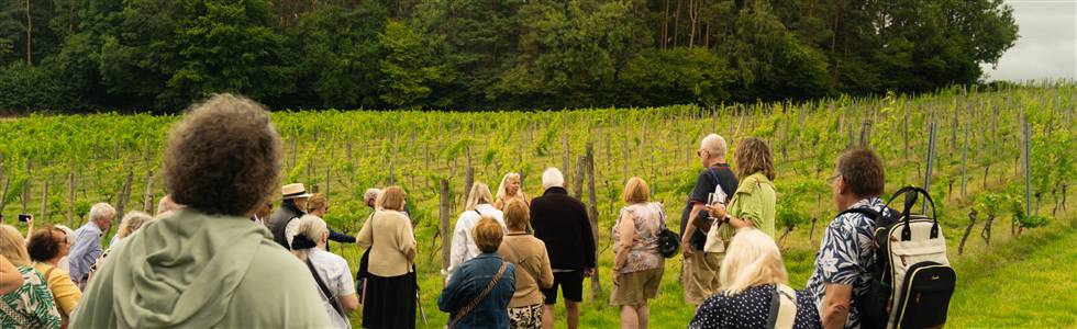 Sedlescombe Organic Vineyard with a Cream Tea