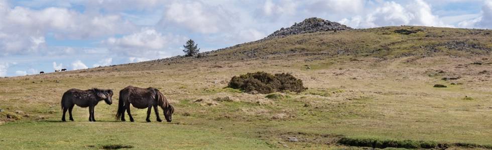 Hidden Gems of Devon & Dartmoor